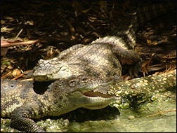 asian crocs