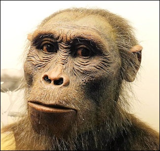 Fact and Theories on Australopithecus Afarensis
