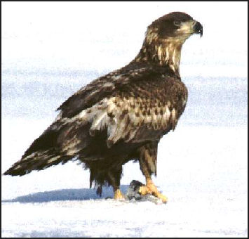 Eagle In Japanese