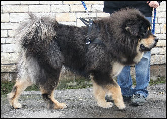 chinese temple dog breed