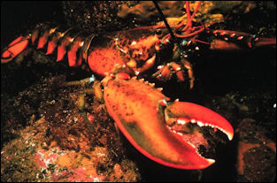 20120519-Lobster.jpg