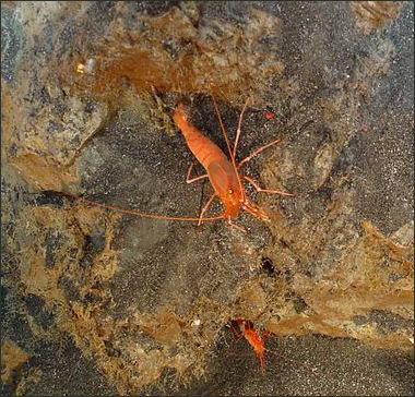 20120519-shrimp-_Flickr_-_NOAA_Photo_Library.jpg