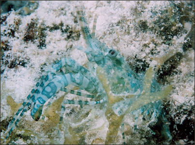 20120519-shrimpReef1157_-_Flickr_-_NOAA_Photo_Library.jpg