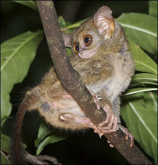 TARSIERS: THEIR CHARACTERISTICS, SOCIAL BEHAVIOR AND MATING | Facts and ...