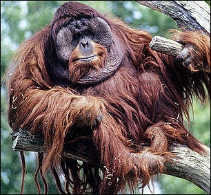 ORANGUTANS: THEIR HISTORY, LIFE IN THE TREES AND BEHAVIOR | Facts and  Details