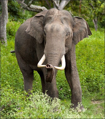 KIMM develops the world's first elephant trun