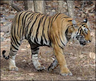 tiger subspecies