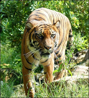 Bengal Tiger, Sumatran Tiger & Siberian Tiger Comparison - Tiger
