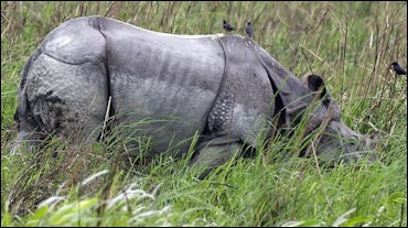 chinese rhinoceros meaning