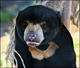 BEAR SPECIES IN ASIA: SUN BEARS AND MOON BEARS | Facts and Details
