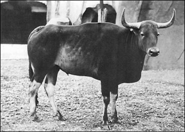 En god ven udsagnsord Balehval WILD CATTLE IN SOUTHEAST ASIA: GUAR, BANTENG AND WILD WATER BUFFALOES |  Facts and Details