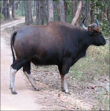 Water Buffalo Facts: Discover An Important Asian Domestic Animal
