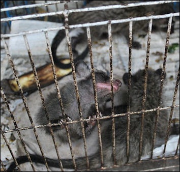 ILLEGAL ANIMAL TRADE IN ASIA | Facts and Details