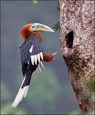 great hornbill nest