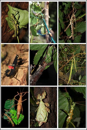 10 Fascinating Facts About Stick Insects