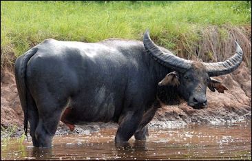 fun facts about the philippines water buffalo