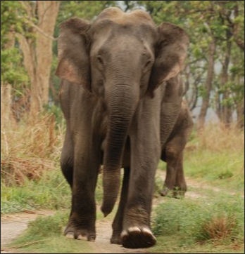 ATTACKS BY WILD ASIAN ELEPHANTS | Facts and Details