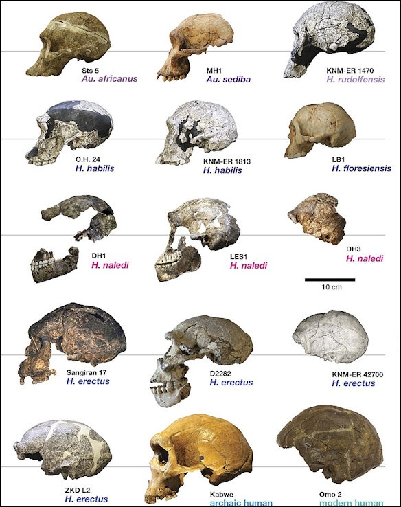 Australopithecus Robustus Skull Features