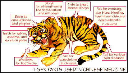 Risultati immagini per china tiger medicine