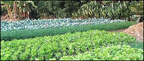 20080316-gv03-longzhou-lettuce-beds44.jpg