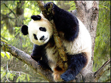 GIANT PANDAS: THEIR HISTORY, HABITAT AND CHARACTERISTICS | Facts and Details