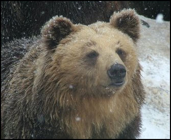 BEARS: THEIR CHARACTERISTICS, BEHAVIOR AND HIBERNATION | Facts and Details