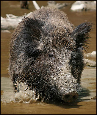 Wild boar, facts and information