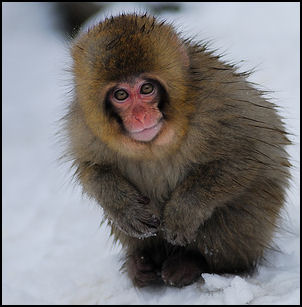 SNOW MONKEYS (JAPANESE MACAQUE)