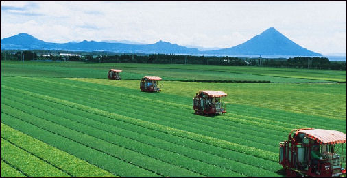 major agriculture in japan