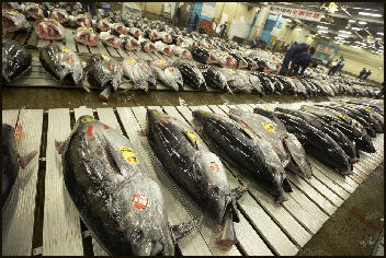 Bluefin Tuna  Fresh, Responsibly Caught Seafood Delivered Locally –  Goldfish Seafood Market