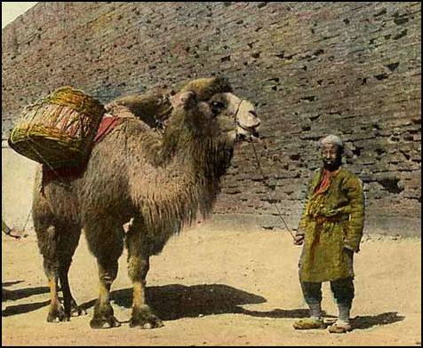 BACTRIAN CAMELS AND THE SILK ROAD