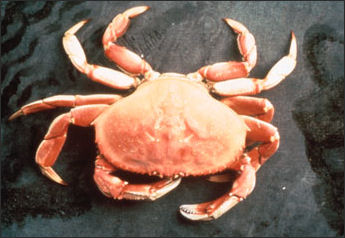 CRABS, HORSHOE CRABS, HERMIT CRABS, COPEPODS AND SEA SPIDERS | Facts and  Details