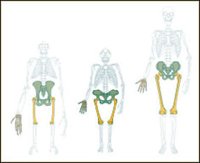 20120201-Bipedalism.jpg