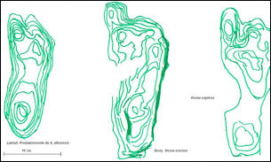 20120201-Homo_footprints.jpg