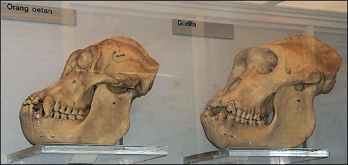 20120201-Orang.gorilla.skulls.jpg