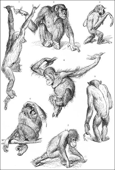 20120201-Primates-drawing.jpg