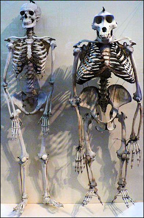 20120201-Skelet_mens_&_gorilla.JPG