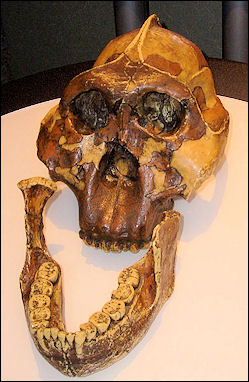 20120202-390px-Paranthropus_boisei_skull.jpg