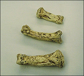 20120202-Ardipithecus_(finger_bones).jpg
