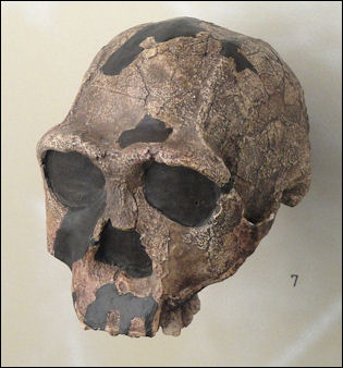 20120202-Homo_erectus_skull_-_Naturmuseum_Freiburg.jpg