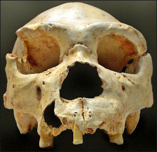 20120202-Homo_heidelbergensis-Cranium_-5.jpg