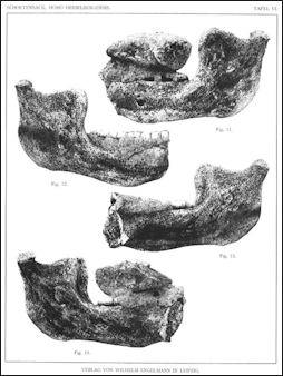 20120202-Homo_heidelbergensis_(Erstbeschrei.jpg
