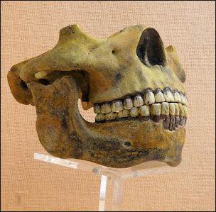 20120202-Homo_heidelbergensis_(Replika)_2.JPG
