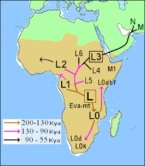 20120205-African_Mitochondrial_descent.PNG