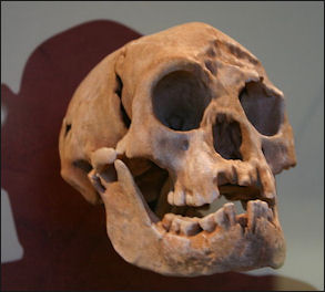 20120205-Homo_floresiensis_Smithsonian.jpg
