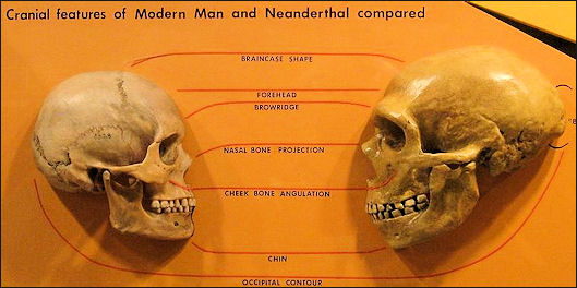 20120205-Sapiens_neanderthal_comparison.jpg