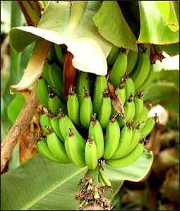 20120207-Bananas_-_Morocco.jpg