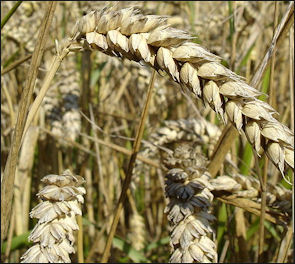 20120207-Wheat_close-up.JPG