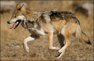 20120207-wolf.jpg