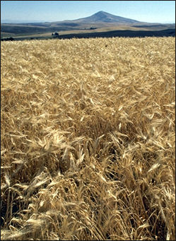20120208-Barley.jpg